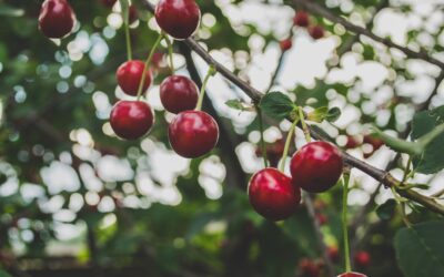 Low Hanging Fruit: Transparent Sales Leadership!