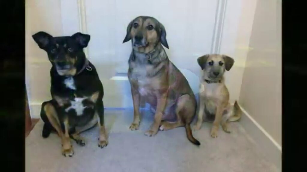 Where is Digger? #FindDigger