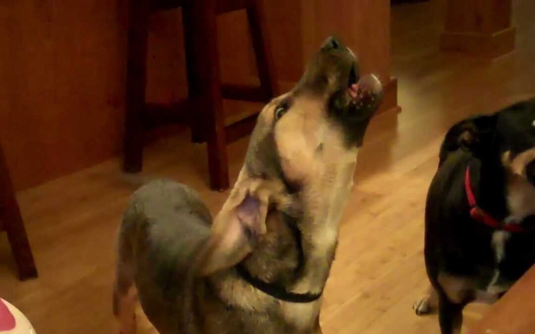 Howling contest – Eden vs. Digger (#finddigger)