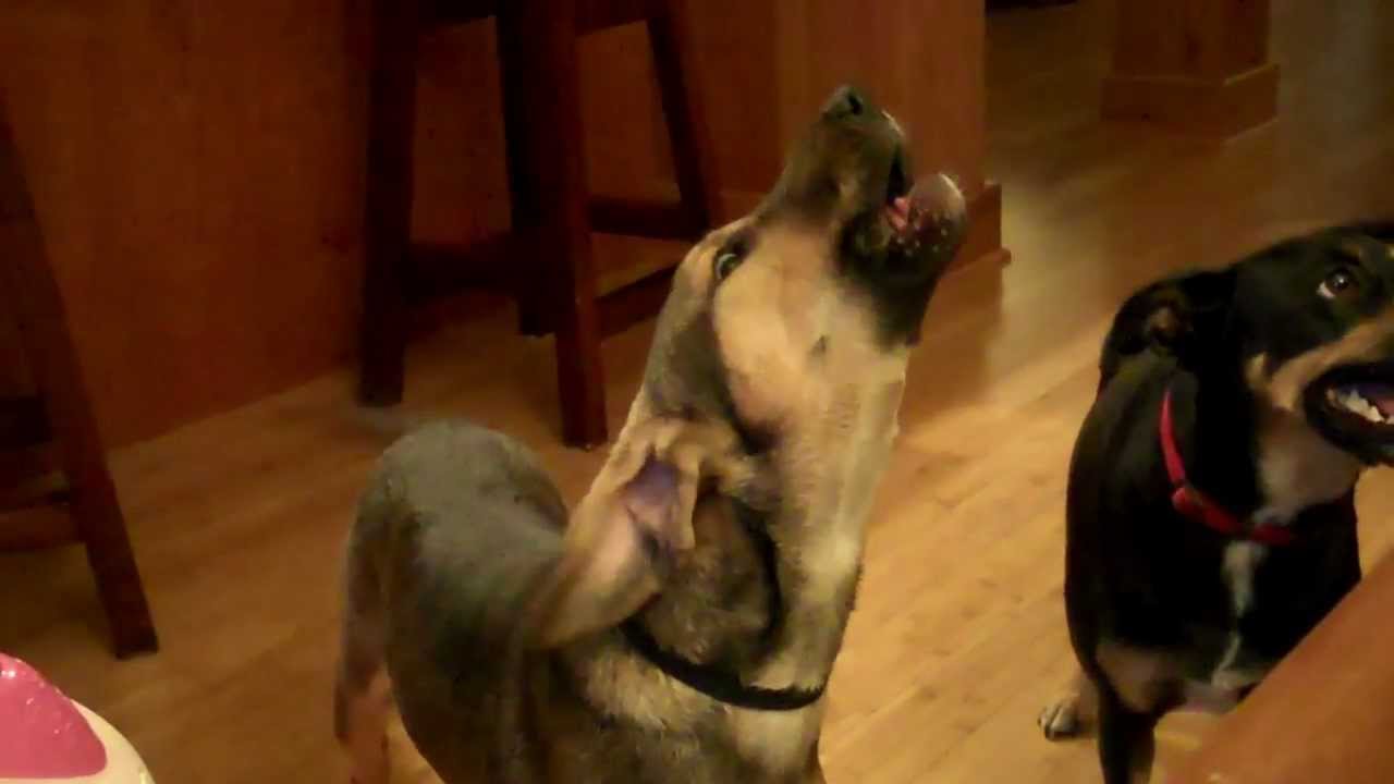 Howling contest – Eden vs. Digger (#finddigger) Howling contest - Eden vs. Digger (#finddigger)